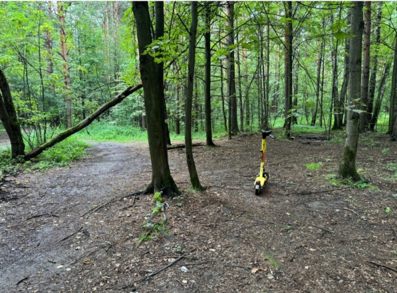 Create meme: Olympic Park Voronezh, park forest, the trail of a young forester in Timiryazevsky Park