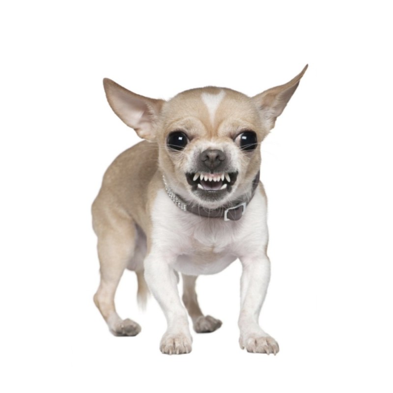 Create meme: Chihuahua dog, haircut of chihuahua shorthair, angry chihuahua