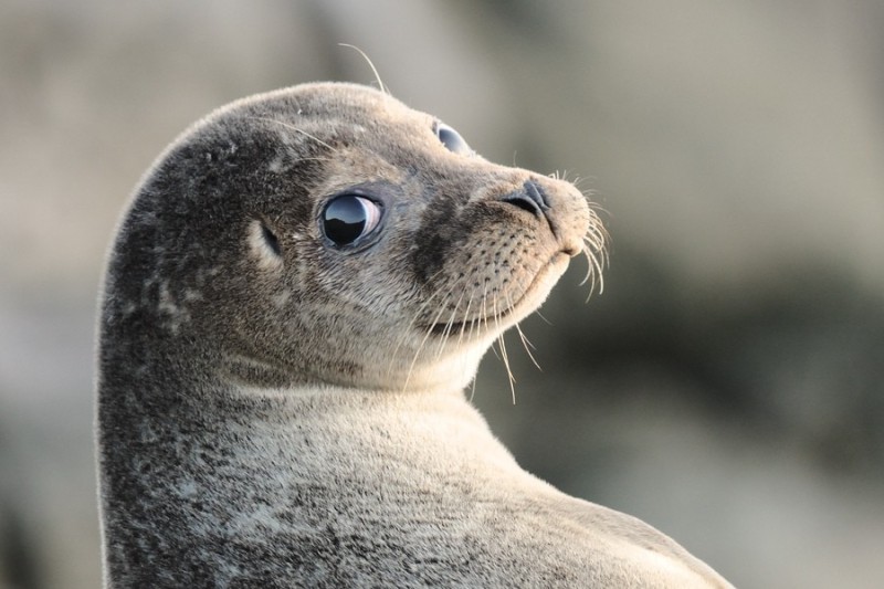 Create meme: grey seal, seal seal, cute seal