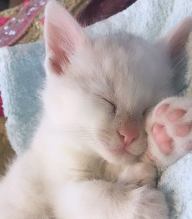 Create meme: cute sleeping cats, sleeping white kitten, the sleeping cat