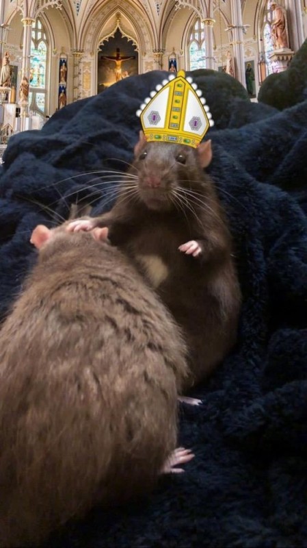 Create meme: the mouse in the crown, rat dumbo, rat Dumbo