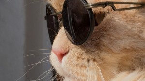 Create meme: cool cat, cat with black glasses