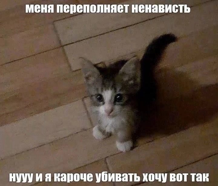 Создать мем: ласковый котенок, животные, кошечка