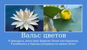Create meme: Lotus blossom, Lotus, flower Lotus