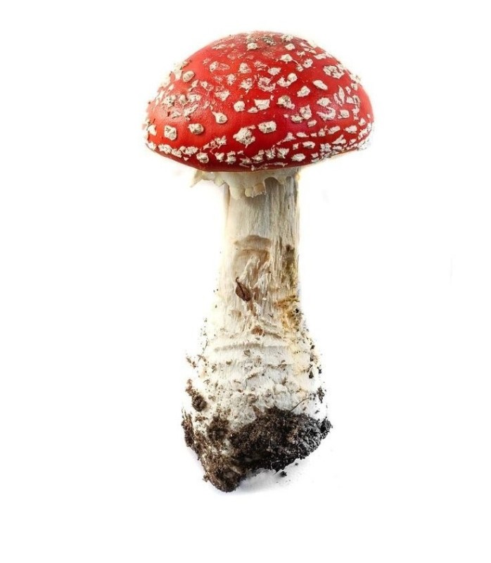 Create meme: drawing of fly agaric, fly agaric, fly agaric without background