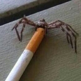 Create meme: spiders in the house, spider hunter, a spider with a cigarette
