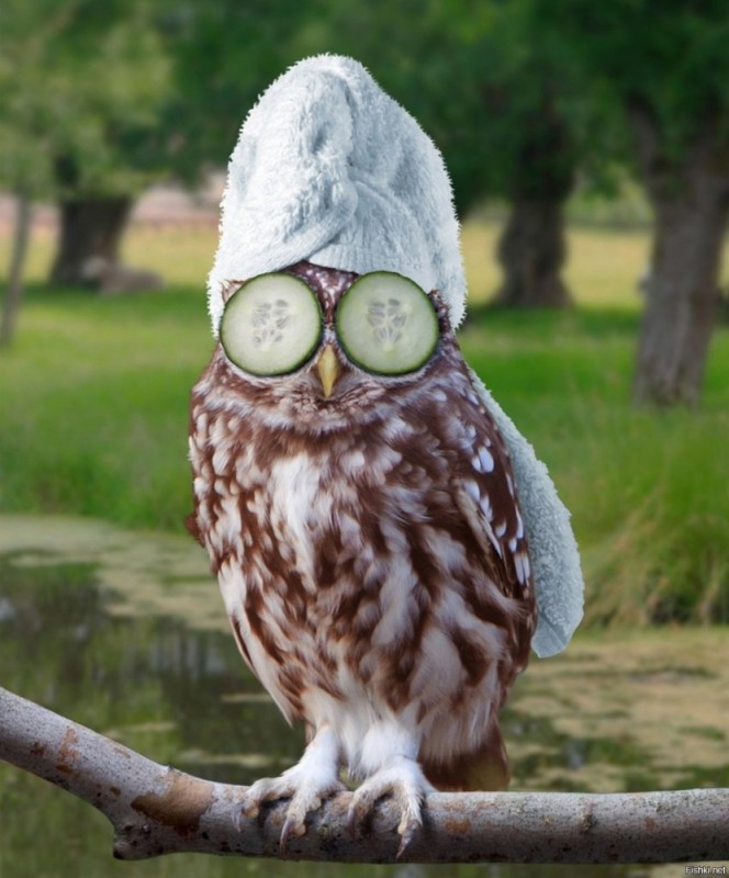 Create meme: owl , owl owl, pigeon