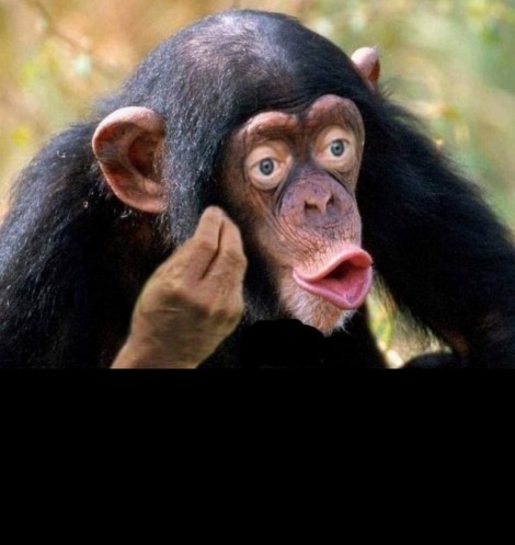 Create meme: chimp meme, chimp lips, male chimpanzees