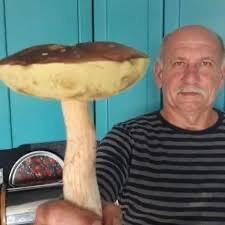 Создать мем: огромные грибы, vtuber, дед гриб