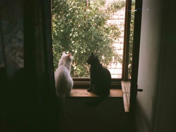 Create meme: cat on the window, the cat on the window, the cat on the window