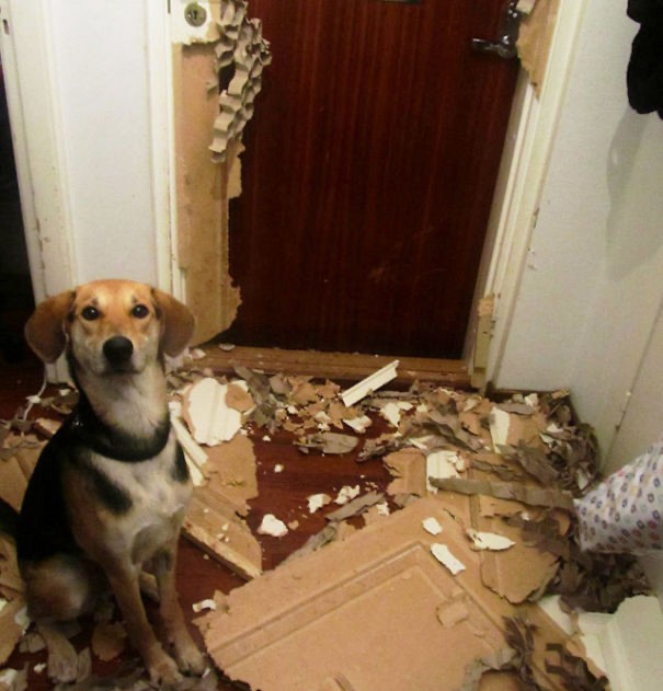 Создать мем: собака в квартире, собака нашкодила, собака сгрызла дверь
