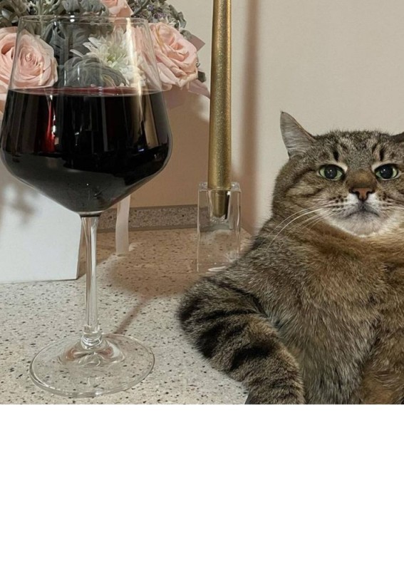 Create meme: cat with wine, cat with a glass, cat with wine