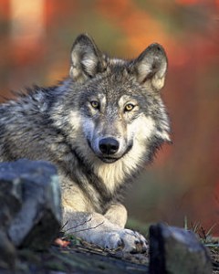 Create meme: wildlife, wolf, canis lupus