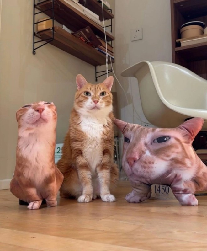 Создать мем: cat, кошка, cat cat