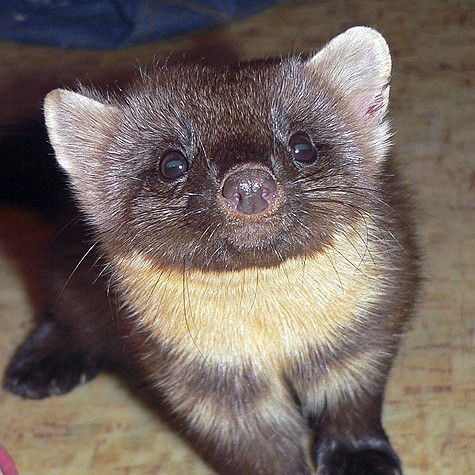 Create meme: marten, domestic marten, little weasel