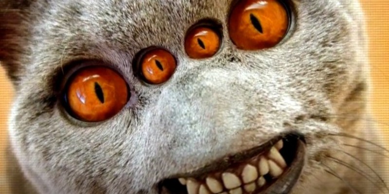 Create meme: lemur 's muzzle, animal lemur, cat's eyes