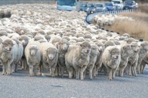 Create meme: a flock of sheep