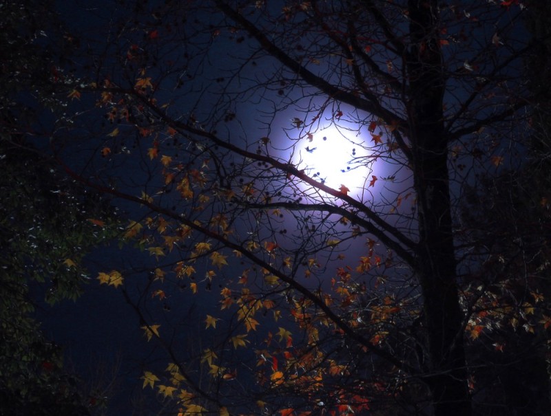 Create meme: autumn forest at night, autumn night, good night autumn