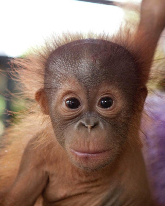 Create meme: the baby orangutan, monkey orangutan, monkeys 