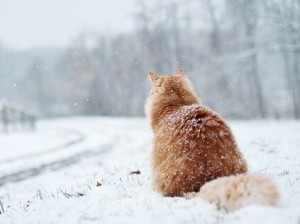 Создать мем: отвернись зима отступает, зима, рыжий кот в снегу