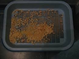 Create meme: the cat litter, tray