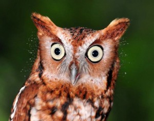 Create meme: owl, funny owls, owl