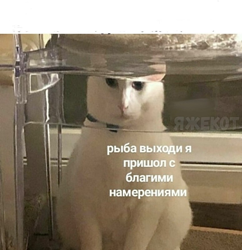 Create meme: cat , cat , memes cat