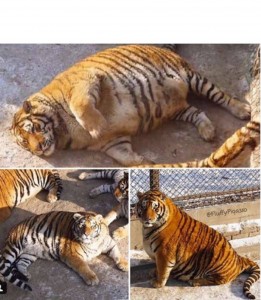 Создать мем: амурские тигры растолстели, очень толстый тигр, жирный тигр