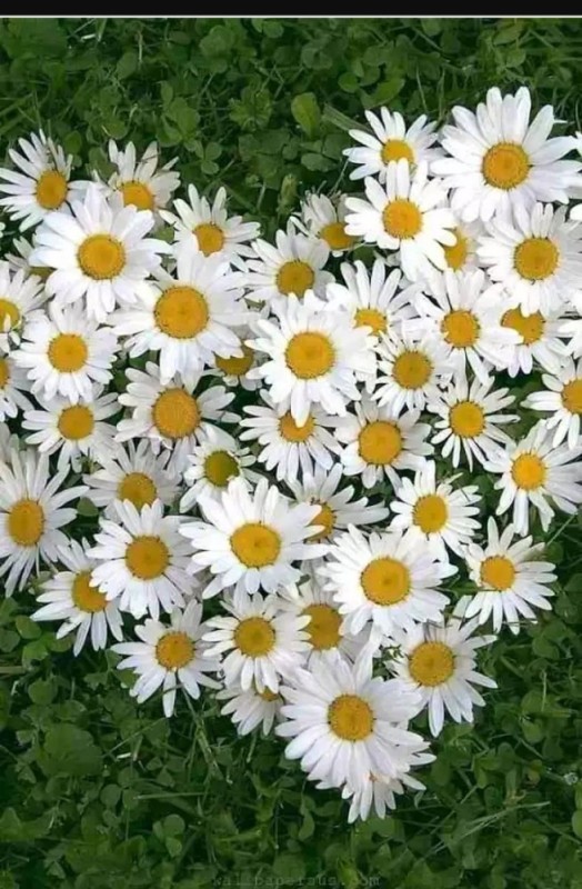 Create meme: Daisy , daisies are beautiful, chamomile flowers 