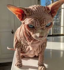 Create meme: Sphinx , wrinkled Canadian sphinx, Sphynx cat 
