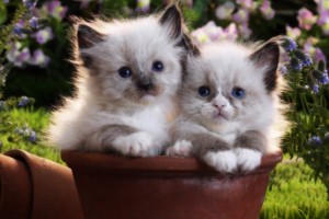 Create meme: adorable kittens, cute kittens