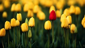 Create meme: yellow tulips, red yellow tulips, spring tulips