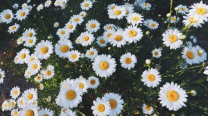Create meme: beautiful daisies, chamomile flowers 