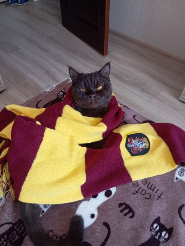 Create meme: The Gryffindor scarf from Harry Potter, The Harry Potter scarf, The Gryffindor Harry Potter scarf