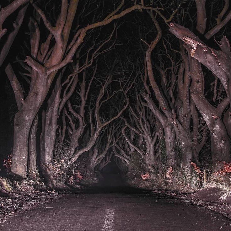 Create meme: dark hedges in northern ireland at night, gloomy landscape, dark forest