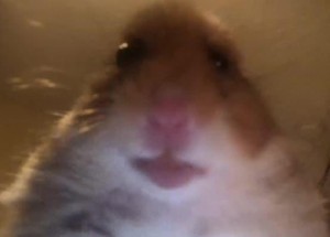 Create meme: hamster, meme hamster looking at the camera, hamster meme original