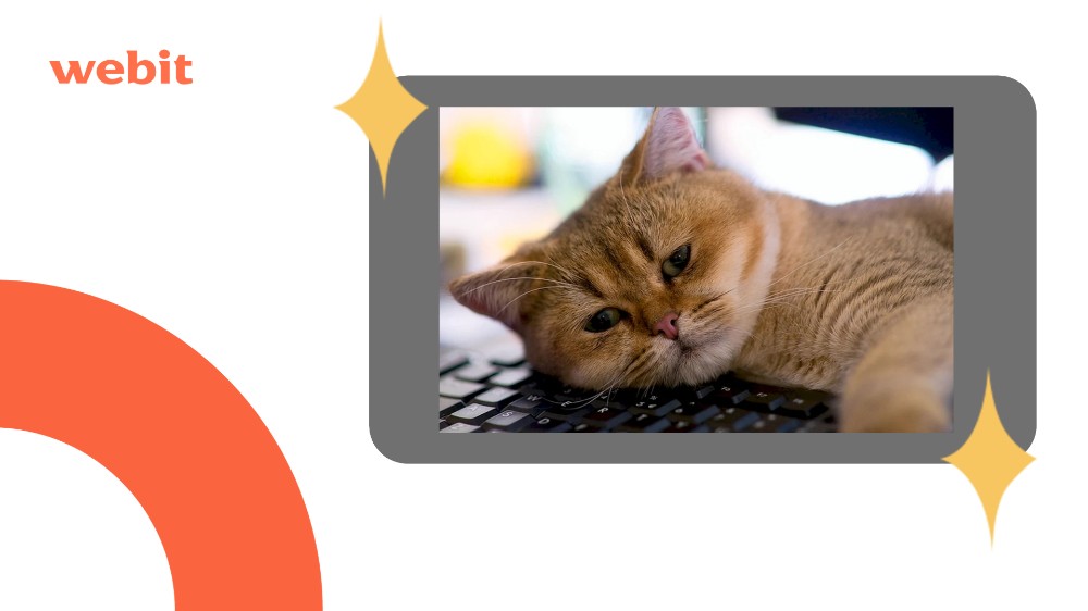 Создать мем: кошка и ноутбук, текст, кот