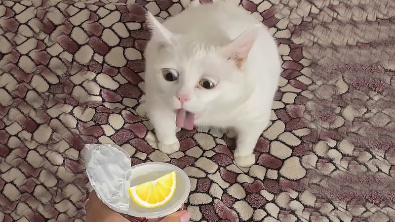 Create meme: the cat in the cream, meme cat in sour cream, belching cat