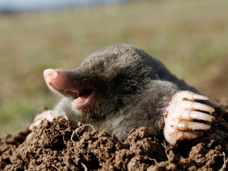 Create meme: mole , mole ordinary, the blind shrew