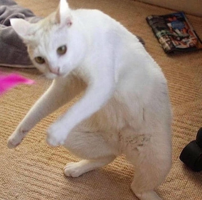 Create meme: white cat, cat meme , cat meme