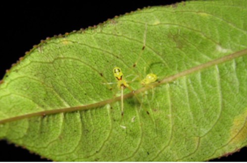 Create meme: theridion grallator, The smiling spider, The golden spider