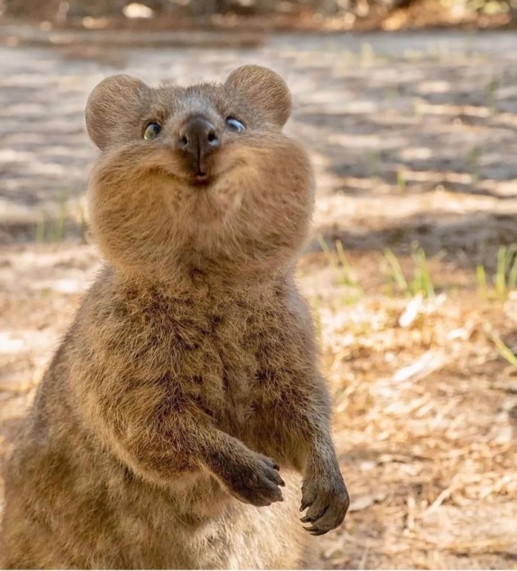 Create meme: quokka, kangaroo quokka, quokka smiling