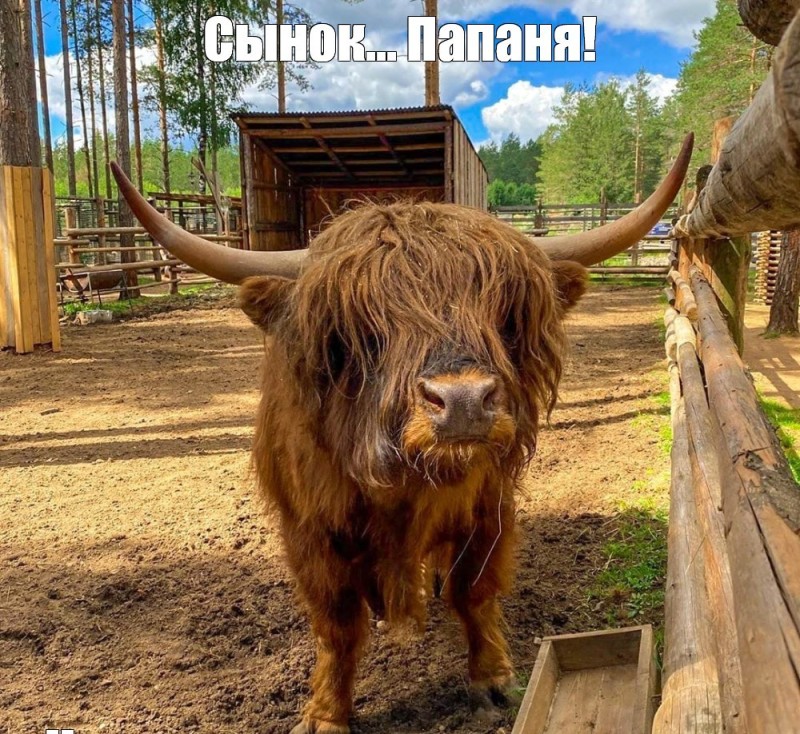 Создать мем: животные, highland cow, похож на быка