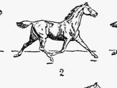 Create meme: the horse amble animation, walk, trot, amble, canter video, the ambling horses