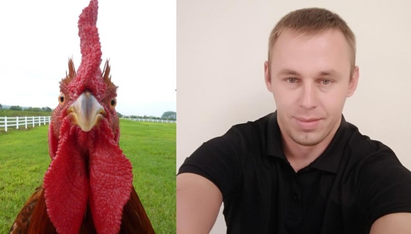 Create meme: red rooster, cock funny, rooster 