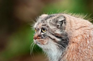 Create meme: manul, animal, wild cat manul, cat manul