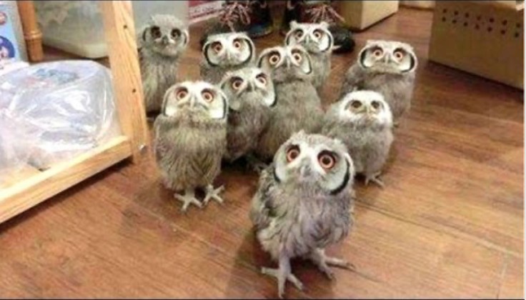 Create meme: funny owls, freshmen owls, barn owl owl