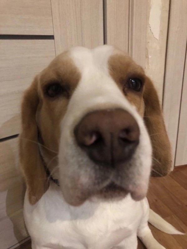 Create meme: Beagle puppy, dog breed Beagle, breed beagle harrier