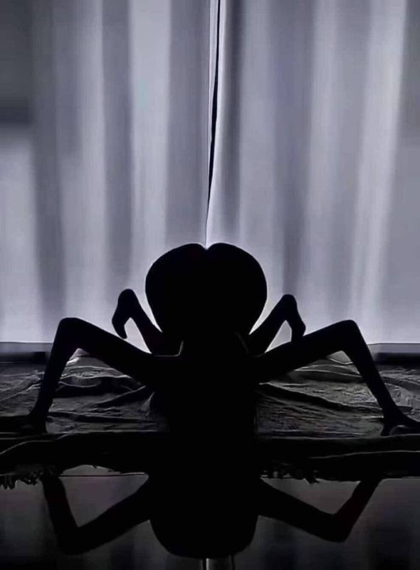 Create meme: Limbo spider, spider , The spiders are black