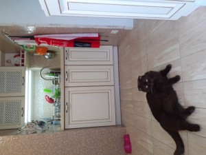 Create meme: Cat, dog, the cat in the fridge